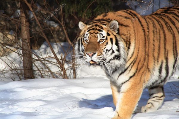 世界上最大的老虎品种：体长可达3米多，体重300多千克