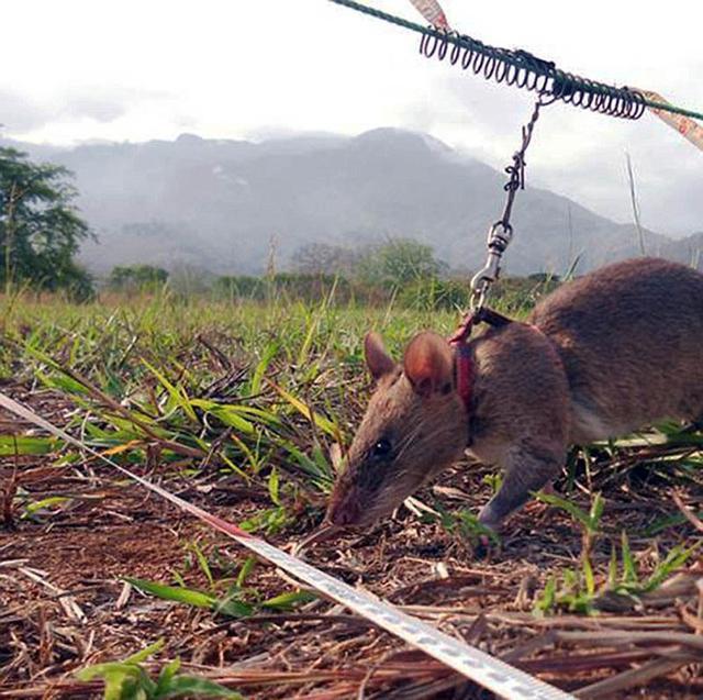 世界上效率最高的扫雷能手，非洲巨鼠效率是工兵20倍