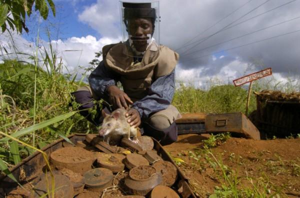 世界上效率最高的扫雷能手，非洲巨鼠效率是工兵20倍