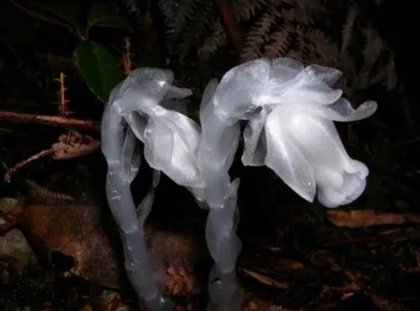 世界上最神秘的花：水晶兰被称为死亡之花