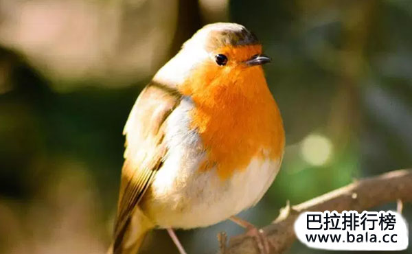 盘点唱歌最好听的10种鸟，每个都是歌唱家！