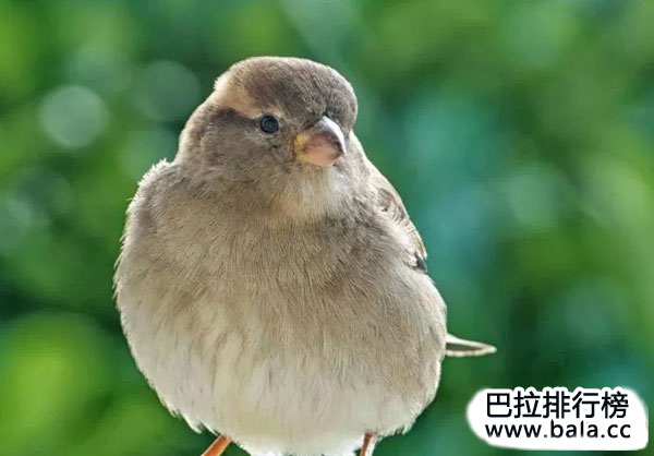 盘点唱歌最好听的10种鸟，每个都是歌唱家！