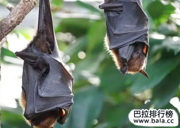 听觉最灵敏的十大动物：蝙蝠屈居第二名