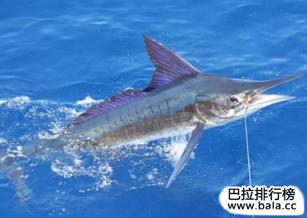 海洋中十大速度最快的动物：飞鱼上榜，马林鱼获得冠军！
