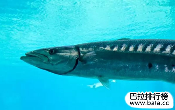 海洋中十大速度最快的动物：飞鱼上榜，马林鱼获得冠军！