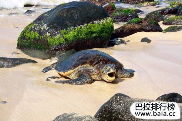 最喜欢晒太阳的10种动物：海龟上榜，第一是西方缘蝽