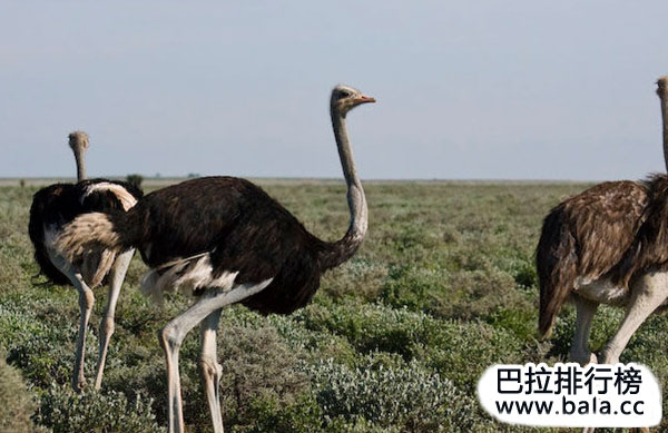 非洲最奇怪的十大动物，真是千奇百怪！