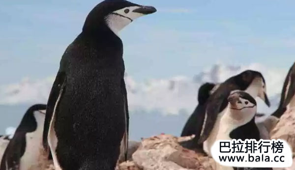 十大最独特的南极动物：帝企鹅乃南极独有！