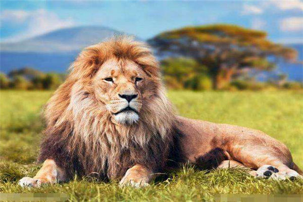 史上最厉害的十大雄狮：与老虎实力不分仲伯！