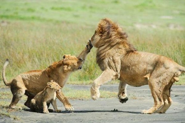 史上最厉害的十大雄狮：与老虎实力不分仲伯！