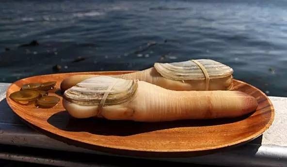 世界最长寿的10种生物，灯塔水母可能“永生”