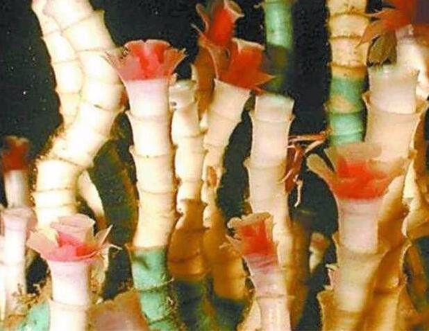 世界最长寿的10种生物，灯塔水母可能“永生”