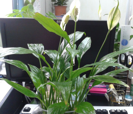 十种办公室适合养的植物，总有你喜欢的那一款