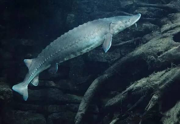 世界上寿命最长的鱼排名，木鱼竟然也上榜