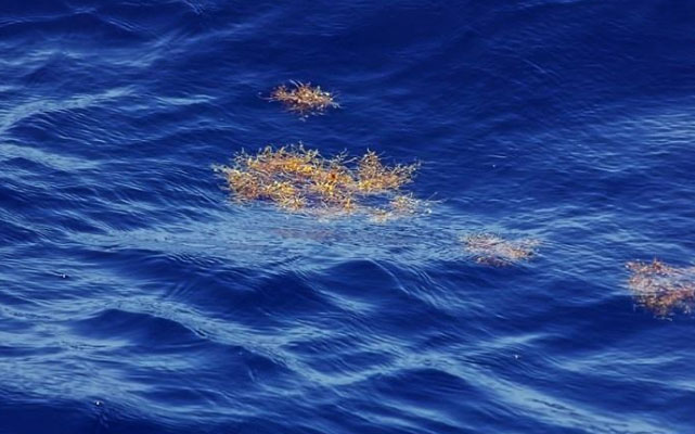 世界上最透明的海：透明度达66米，可看到水生物