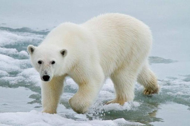 世界上现存陆地最大食肉动物：当属北极熊