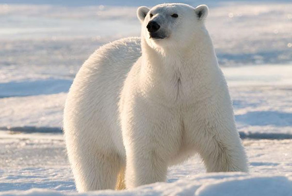 世界上现存陆地最大食肉动物：当属北极熊