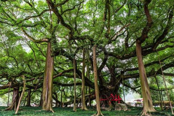 世界上树冠最大的树：自己撑起了一整片森林