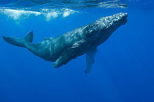 世界上现存最大的动物：蓝鲸实至名归！