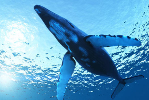 世界上现存最大的动物：蓝鲸实至名归！