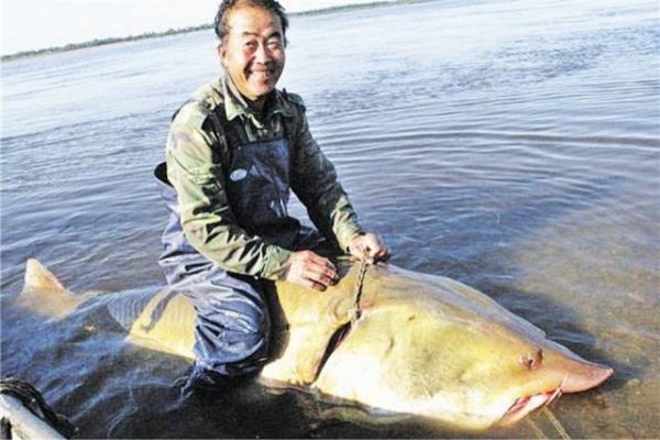 中国最大的淡水鱼：鳇鱼最重达1000公斤