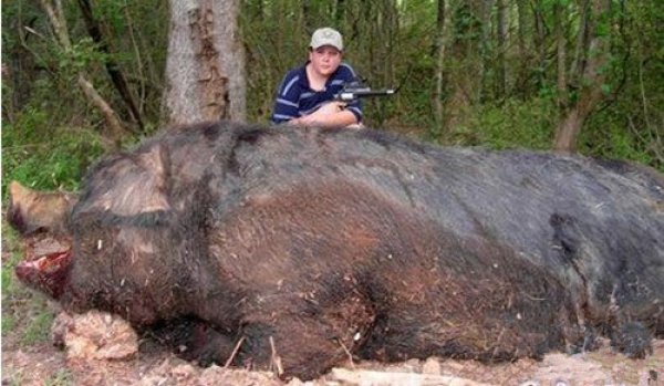 世界上体型最大的猪：最大家猪体重达1800斤