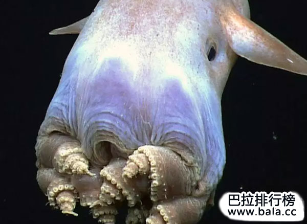 世界十大长相怪异的动物，你见过哪几种？