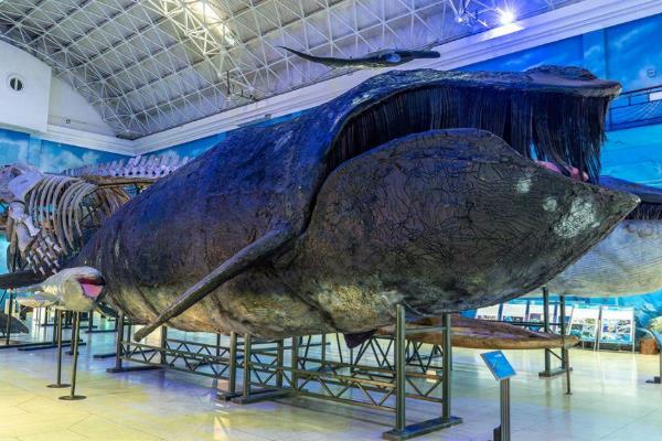 世界上最濒危的海洋哺乳动物：北太平洋露脊鲸