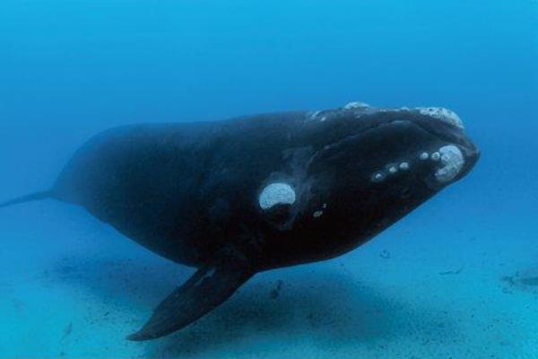 世界上最濒危的海洋哺乳动物：北太平洋露脊鲸