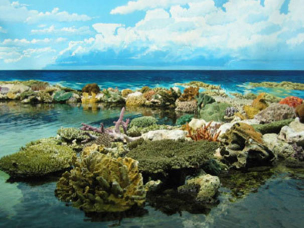 世界最大的珊瑚礁是什么：大堡礁是海洋生物的天堂
