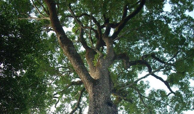 地球上最古老的十棵千年古树，中国两颗古树上榜