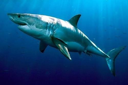 哪些海洋生物濒临灭绝？盘点海洋最珍稀的10大鱼类