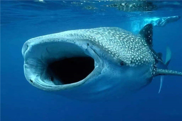 世界上体型最大的鲨鱼是什么：鲸鲨全长可达20米