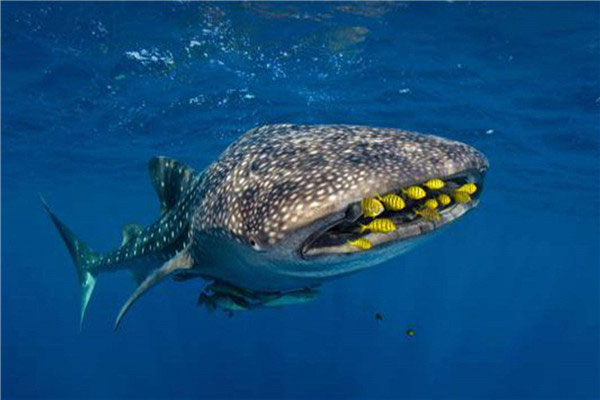 世界上体型最大的鲨鱼是什么：鲸鲨全长可达20米