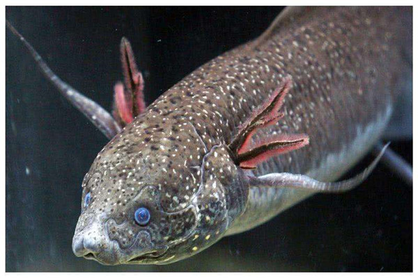世界上生命力最强的鱼：肺鱼五年不吃不喝