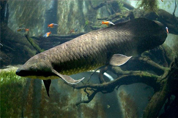 世界上生命力最强的鱼：肺鱼五年不吃不喝