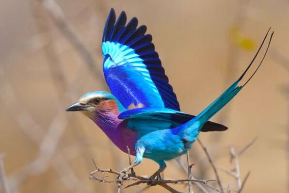 世界最美丽的十种鸟：天堂鸟上榜，孔雀落榜