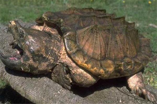 地球上10大最厉害的乌龟：剃刀龟以凶猛著称