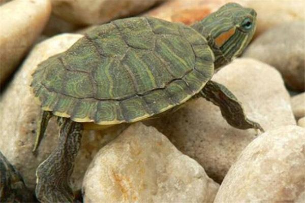 地球上10大最厉害的乌龟：剃刀龟以凶猛著称