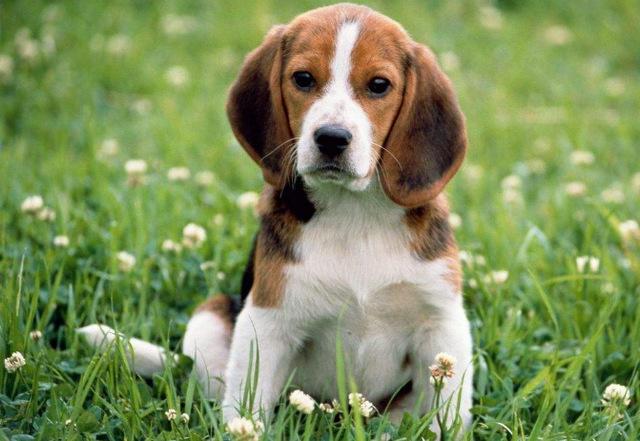 世界10大最干净的犬类：你家的爱狗有没上榜？