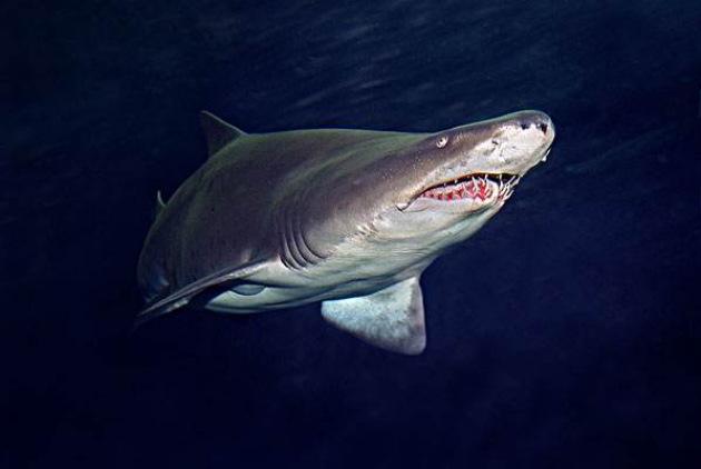 地球上10大最厉害的鲨鱼：虎鲨和大白鲨位列前两名