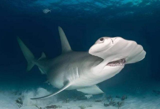 地球上10大最厉害的鲨鱼：虎鲨和大白鲨位列前两名