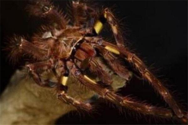 全球10大最毒蜘蛛，这些蜘蛛遇到千万要躲开