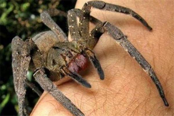 全球10大最毒蜘蛛，这些蜘蛛遇到千万要躲开
