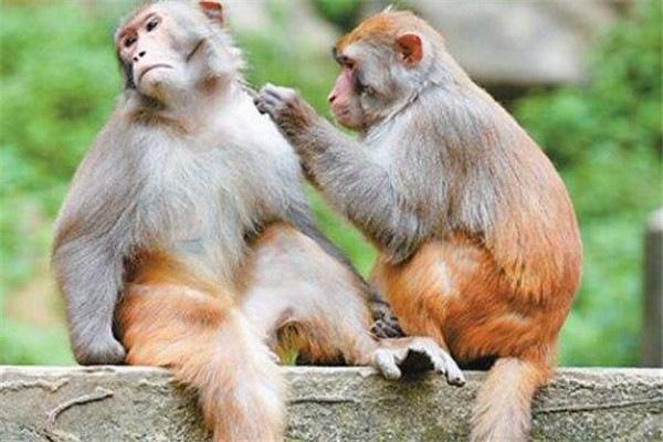 地球上10大最珍稀的猴子，你见过哪几种？