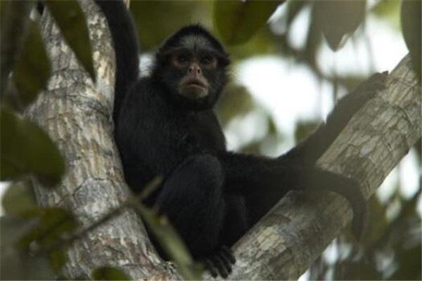 地球上10大最珍稀的猴子，你见过哪几种？