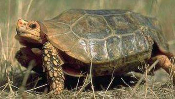 地球上5大最难饲养的陆龟：印度星龟赢得榜首