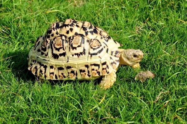地球上5大最难饲养的陆龟：印度星龟赢得榜首