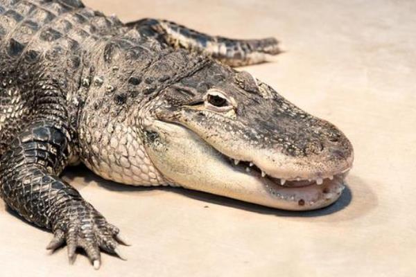 西半球最大的鳄鱼：美国短吻鳄重达300公斤