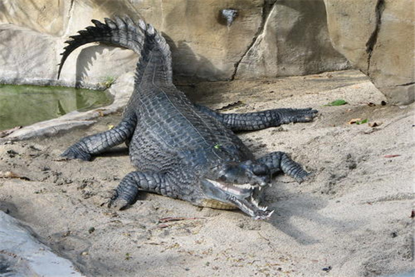 世界体型最大的鳄鱼之一：恒河鳄嘴巴又细又长